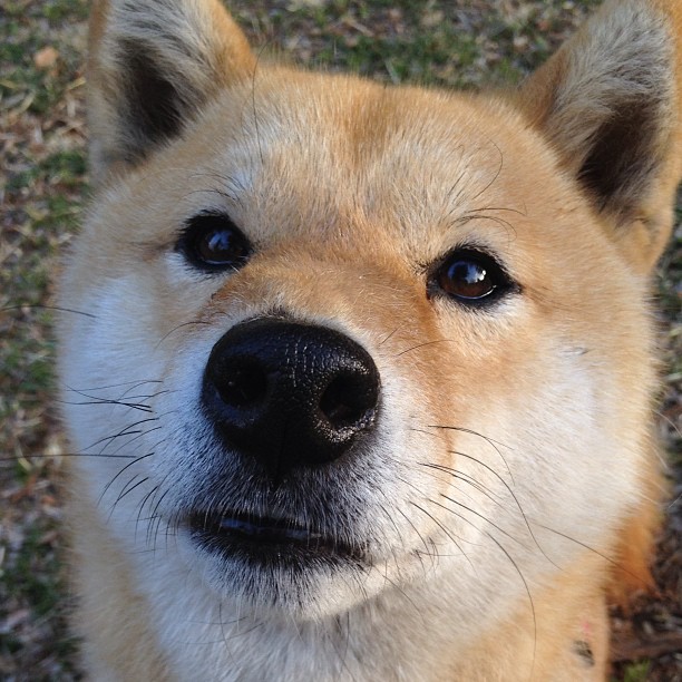 绿茵爆破手,托尼全程高能输出,突尼斯强压亚特兰大