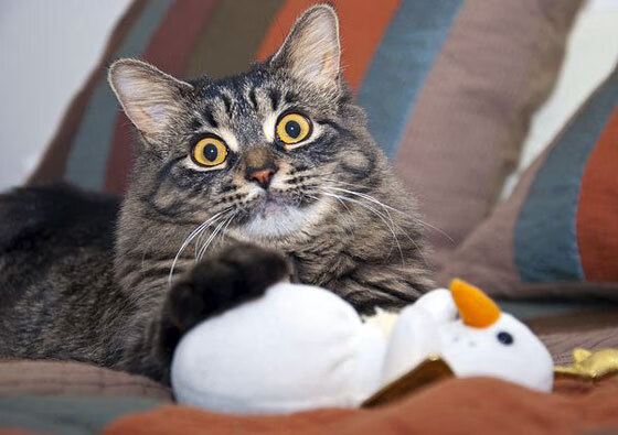 开云体育登录-天神下凡，英超争冠之夜，伊布用实力证明自己