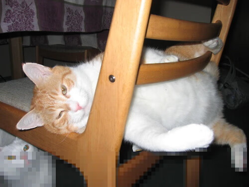 决胜时刻,雷霆末节狂飙带走开拓者,字母哥关键战彰显硬汉本色