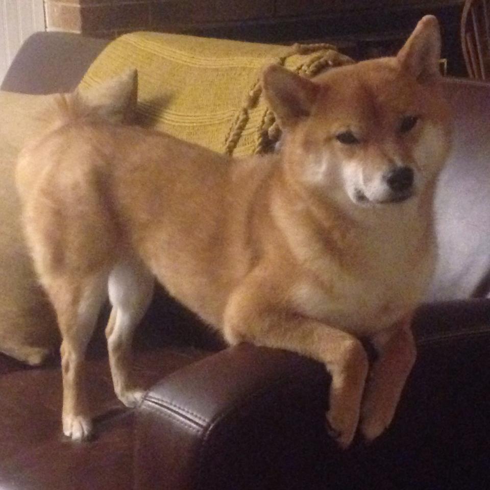 开云体育app-东方巨龙逆袭夜,伦纳德一剑封喉,北京队险胜步行者谱写传奇