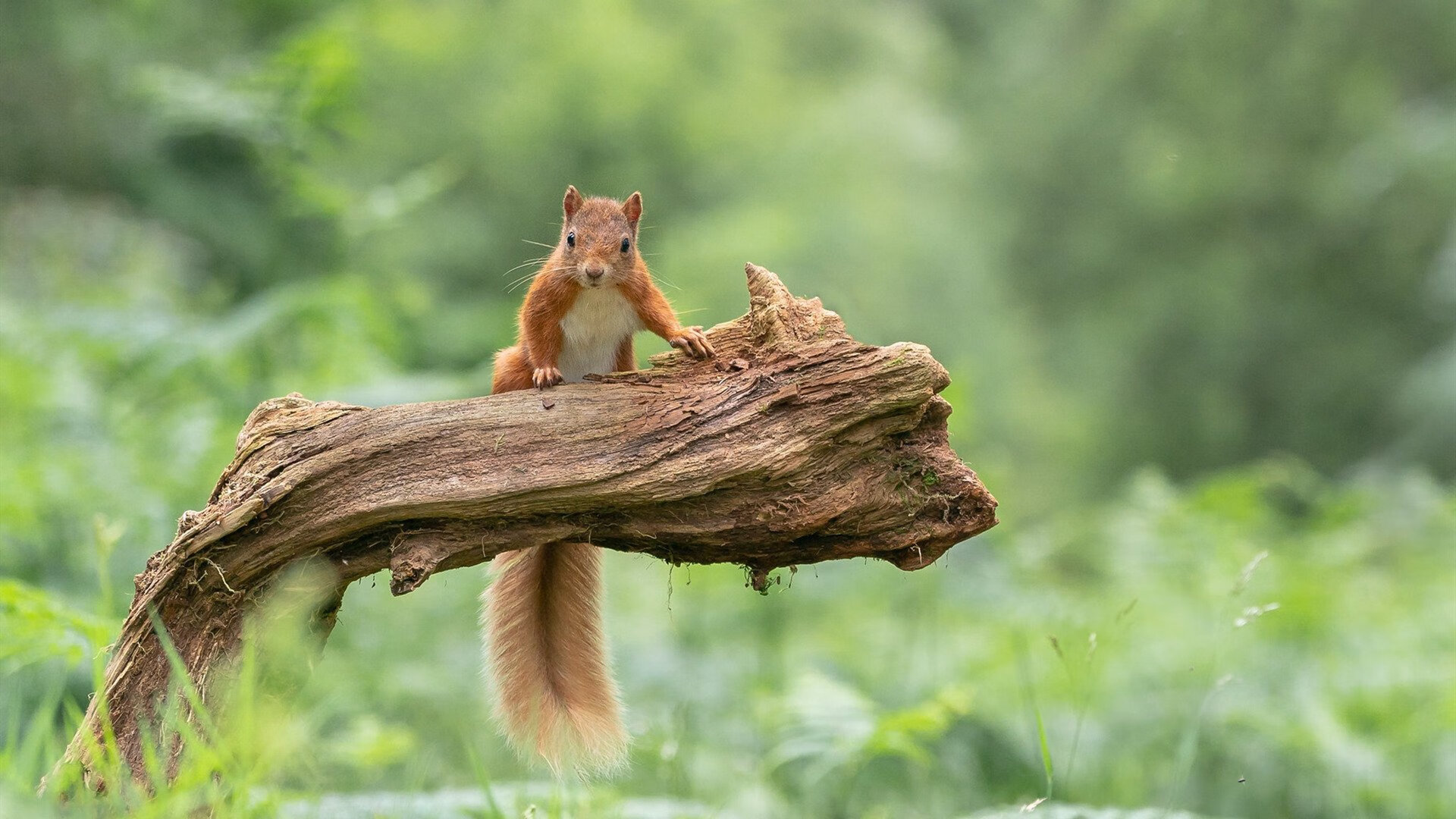 开云体育入口-舞台越大越强，布伦森领军火箭力克勇士