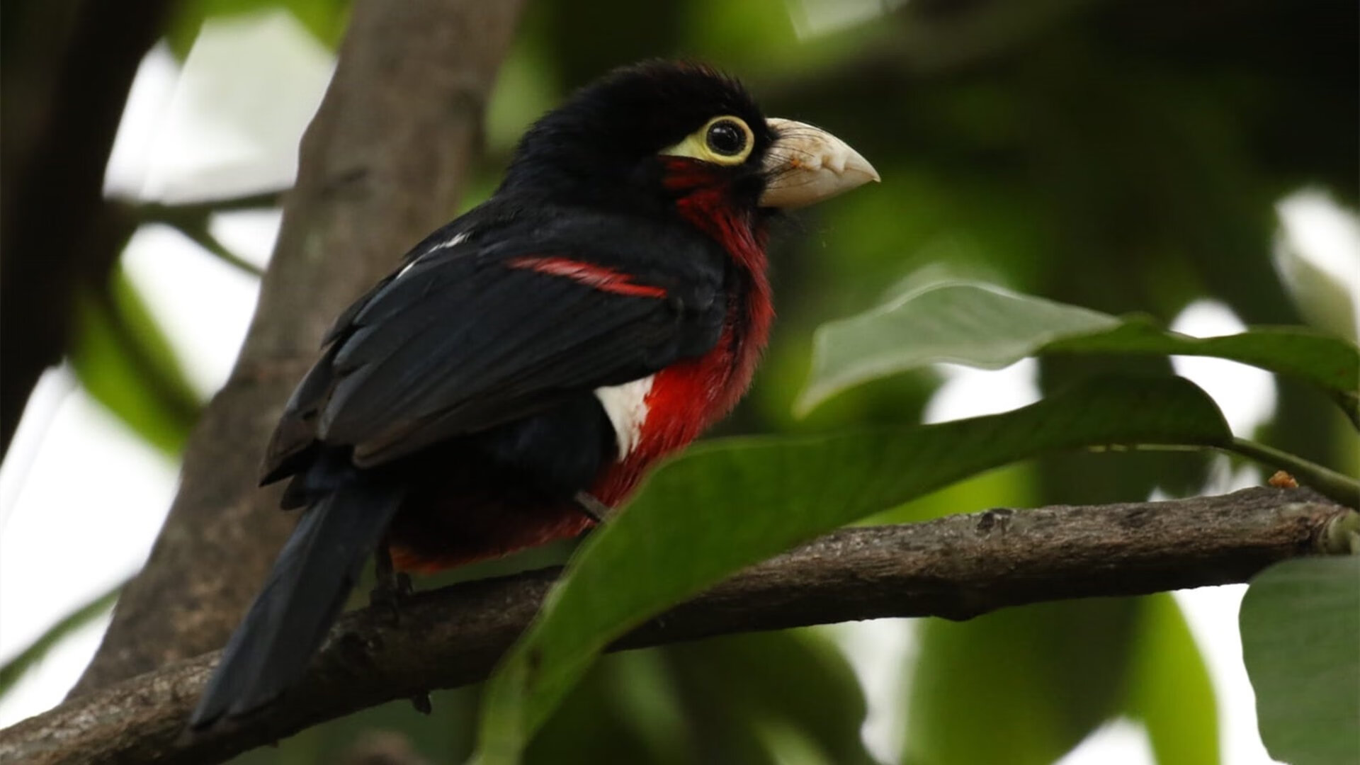 跨界狂想,当内马尔在NBA总决赛接管比赛,阿根廷与洪都拉斯的血拼暗战