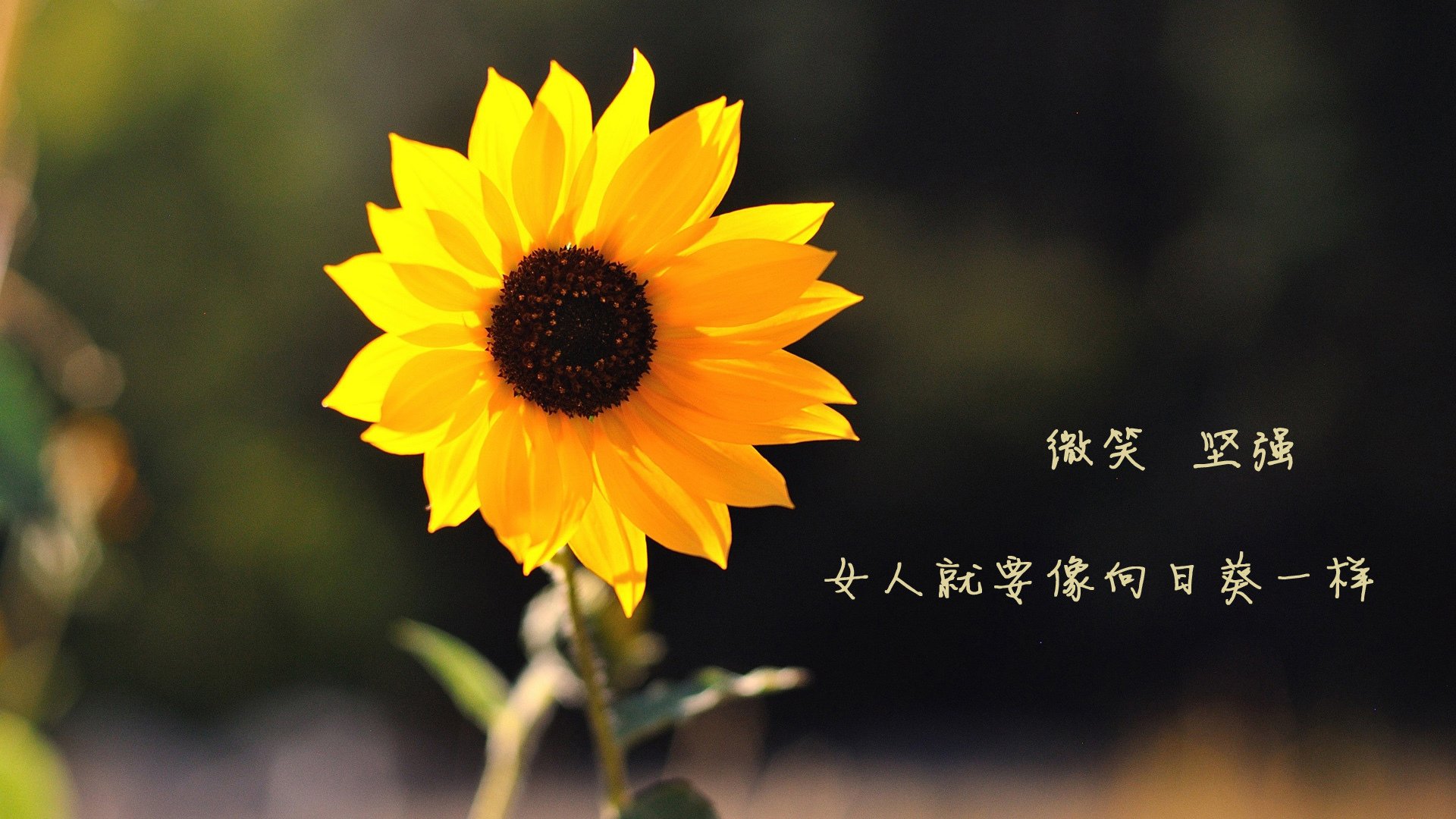 绿茵场与篮球馆的双重奏,意甲焦点战烽火连天,太阳击溃步行者闪耀篮坛