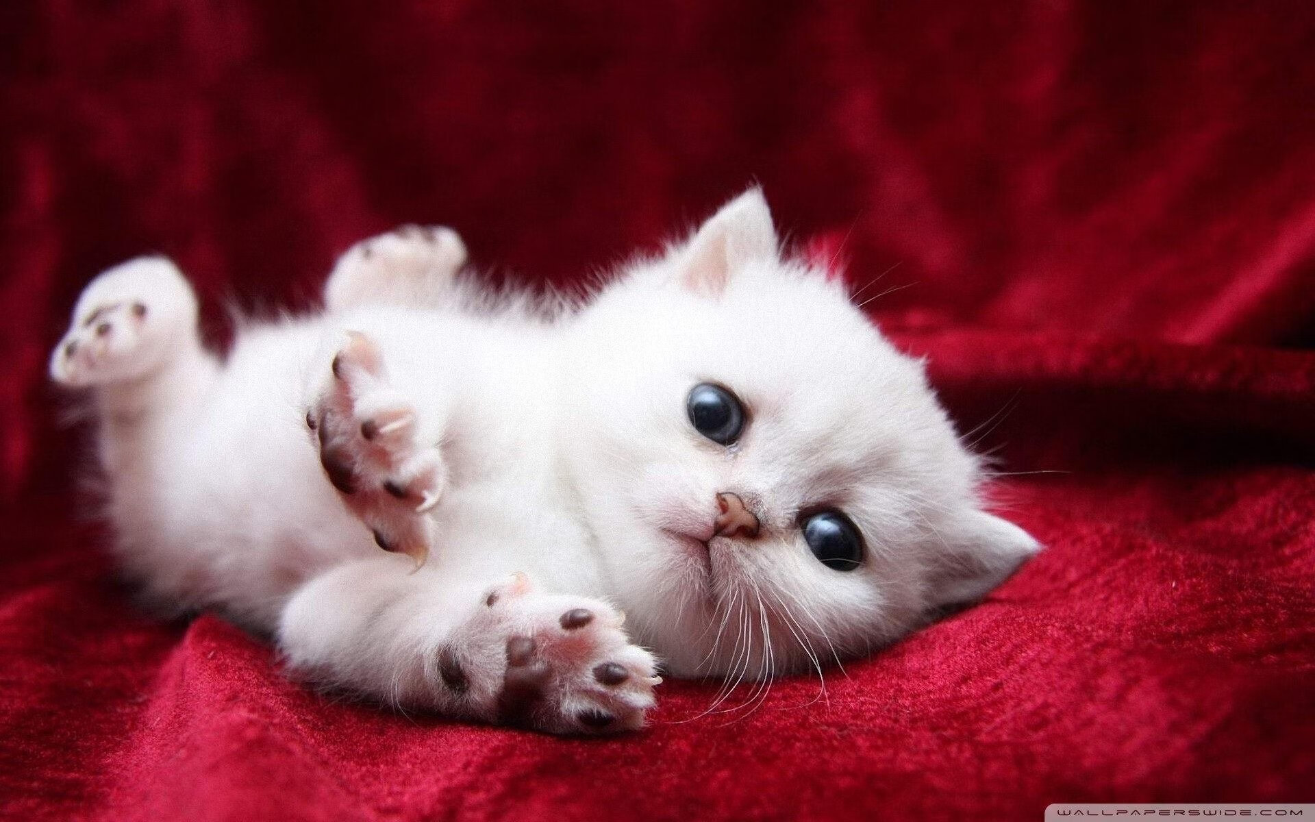 迪亚斯闪耀助贝蒂斯单节爆发,三球优势击溃挪威劲旅