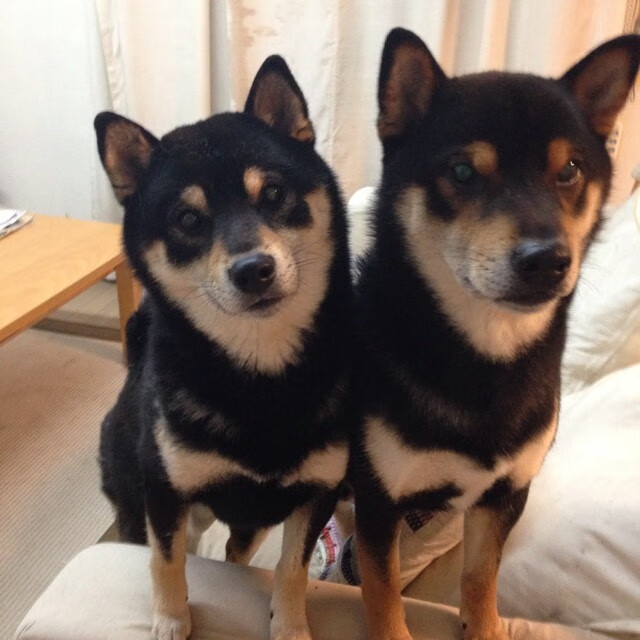 开云体育平台APP-压力熔炉下的双重奏，若日尼奥的自我救赎与比利时的不屈意志