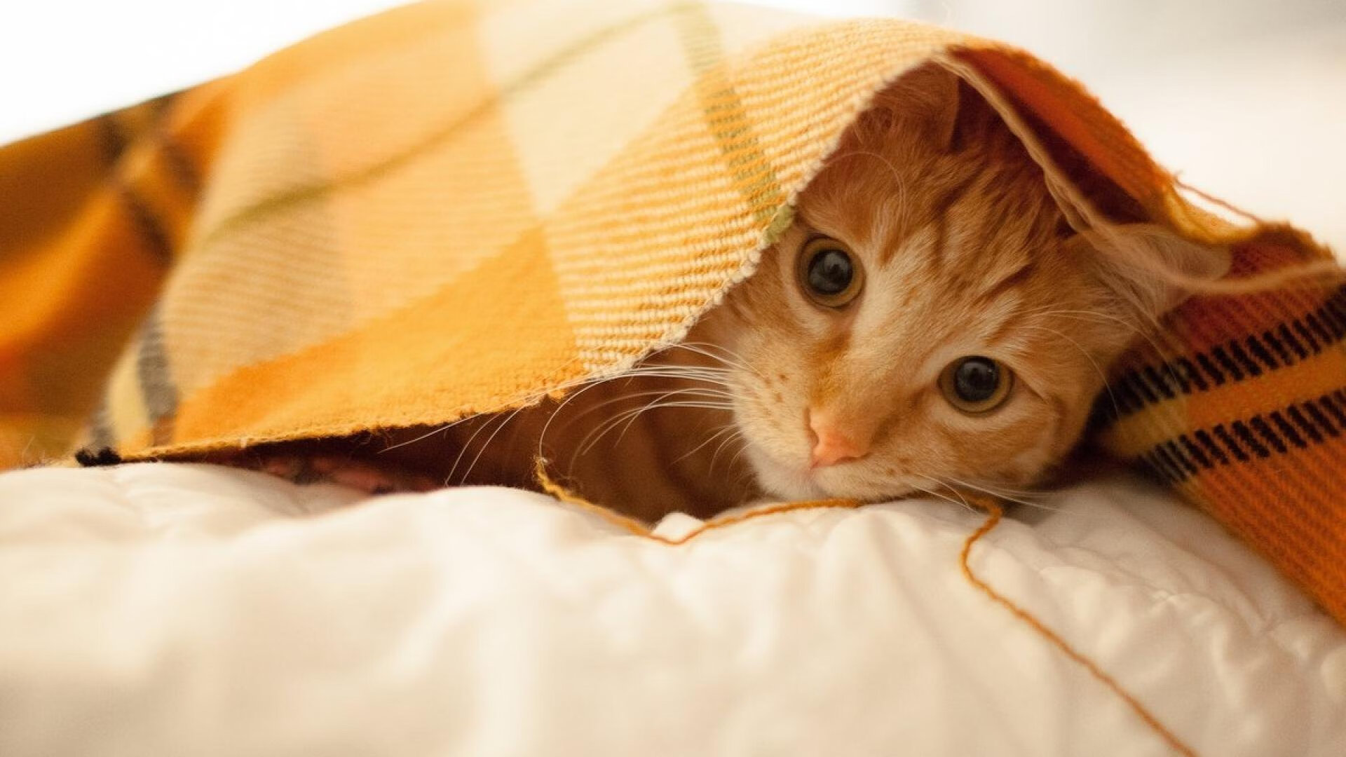 辽篮狂飙封神之战!福克斯生涯夜率队火力压制太阳