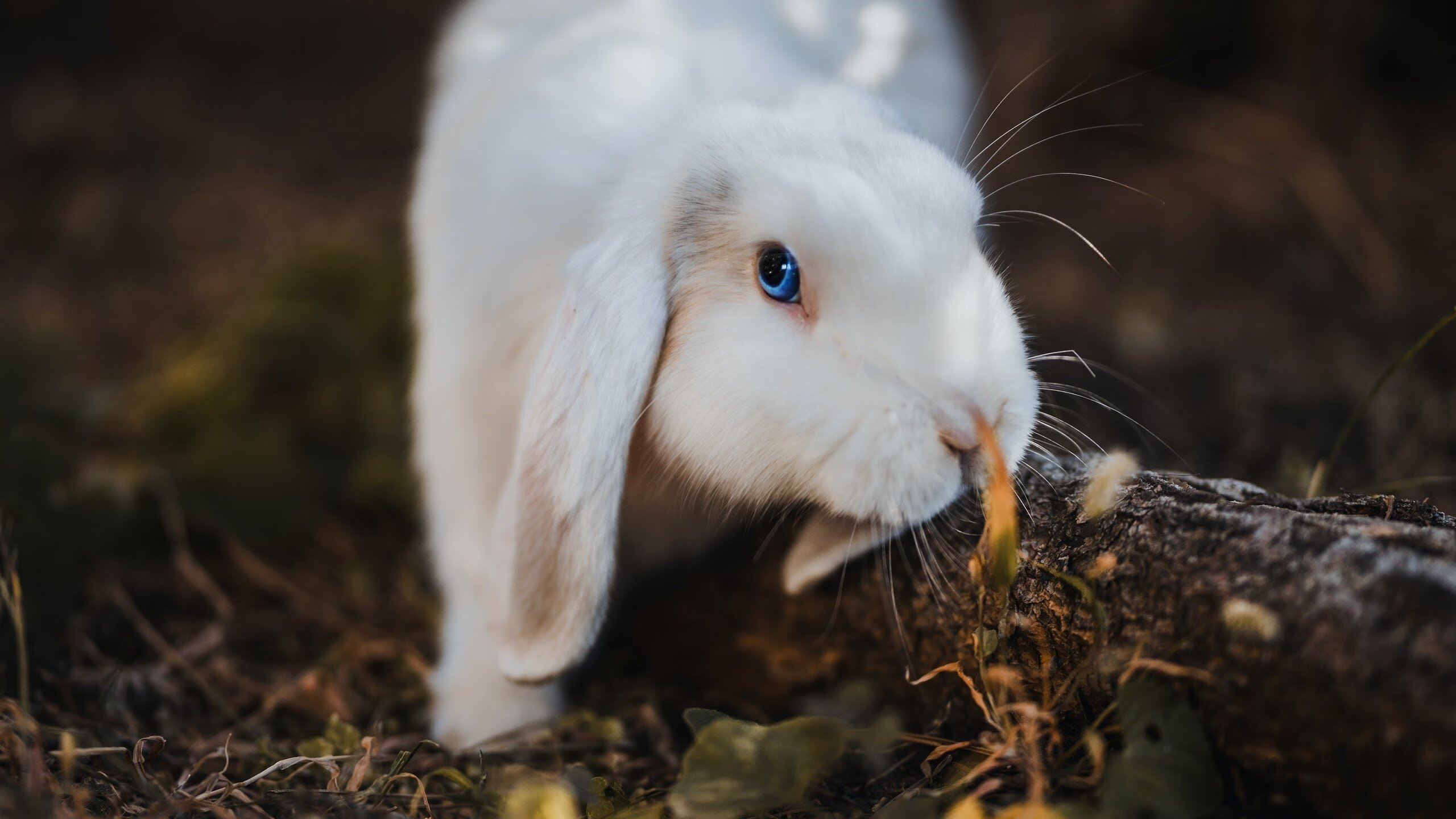 开云下载-钢铁丛林到绿茵战场，关键战役中的突围哲学