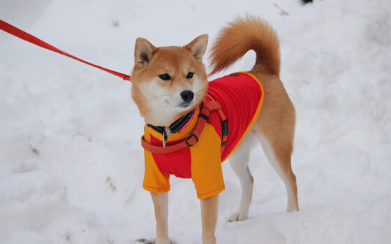 开云体育登录-F1新赛季揭幕战之夜，平行宇宙中的克瓦拉茨赫利亚式冠军级表现