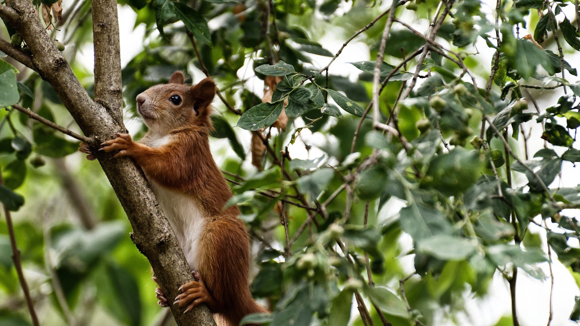 皮克进攻端无人可挡，伊拉克打穿哥斯达黎加，足球进攻的极致展现