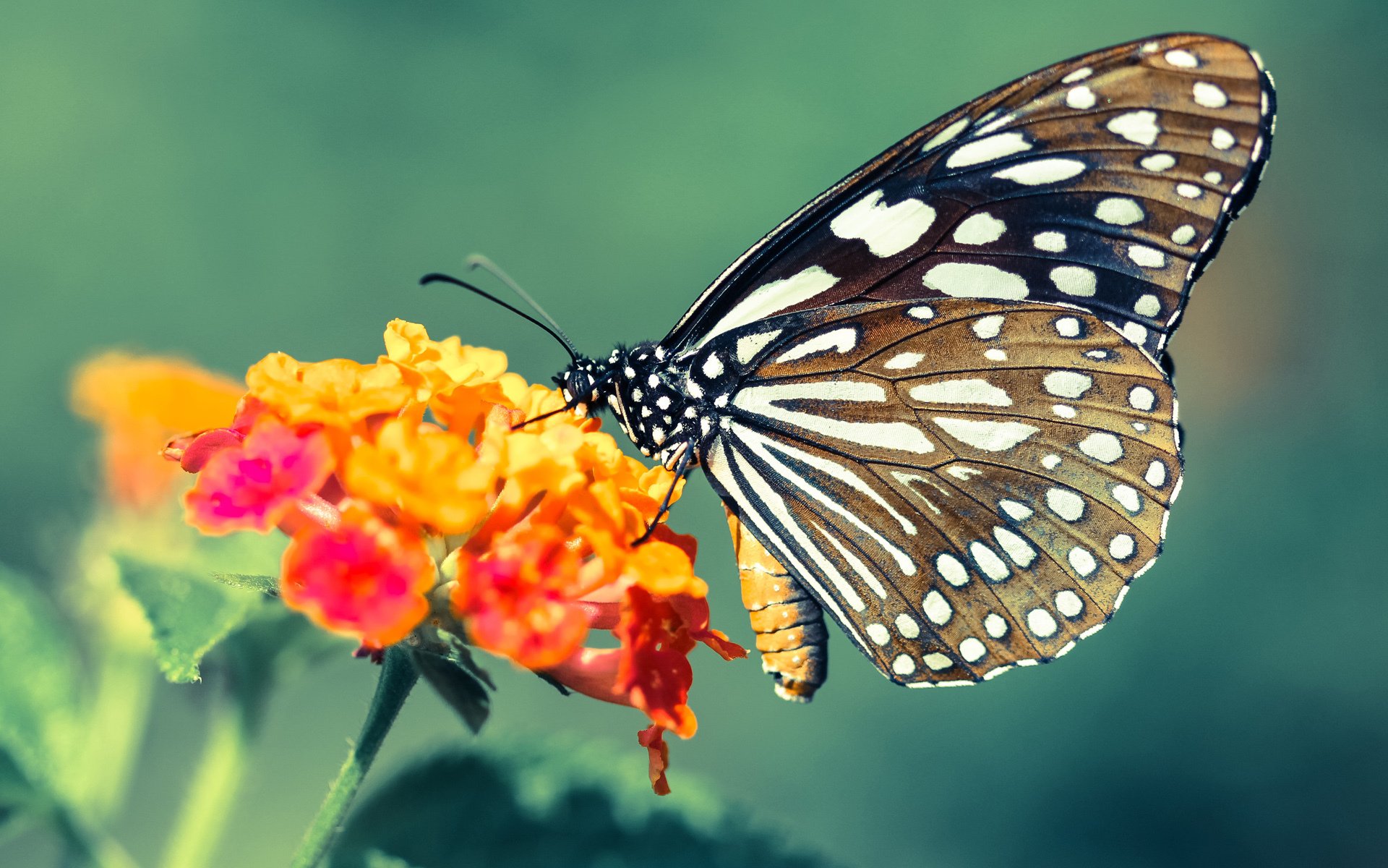 阿什拉夫双响炮,引爆欧冠王座之战