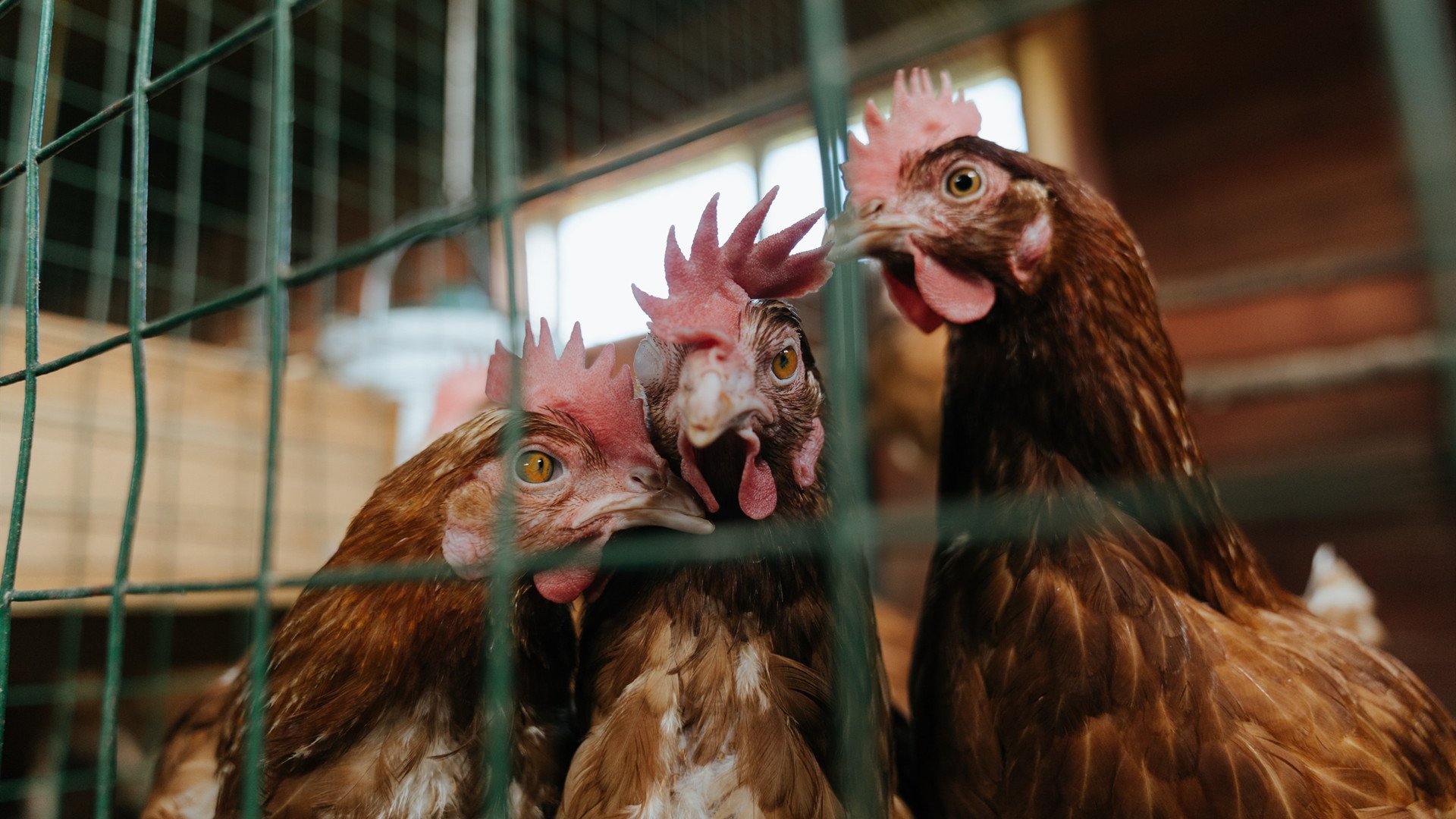 冰雪与玫瑰,当吉林东北虎遭遇利拉德时刻