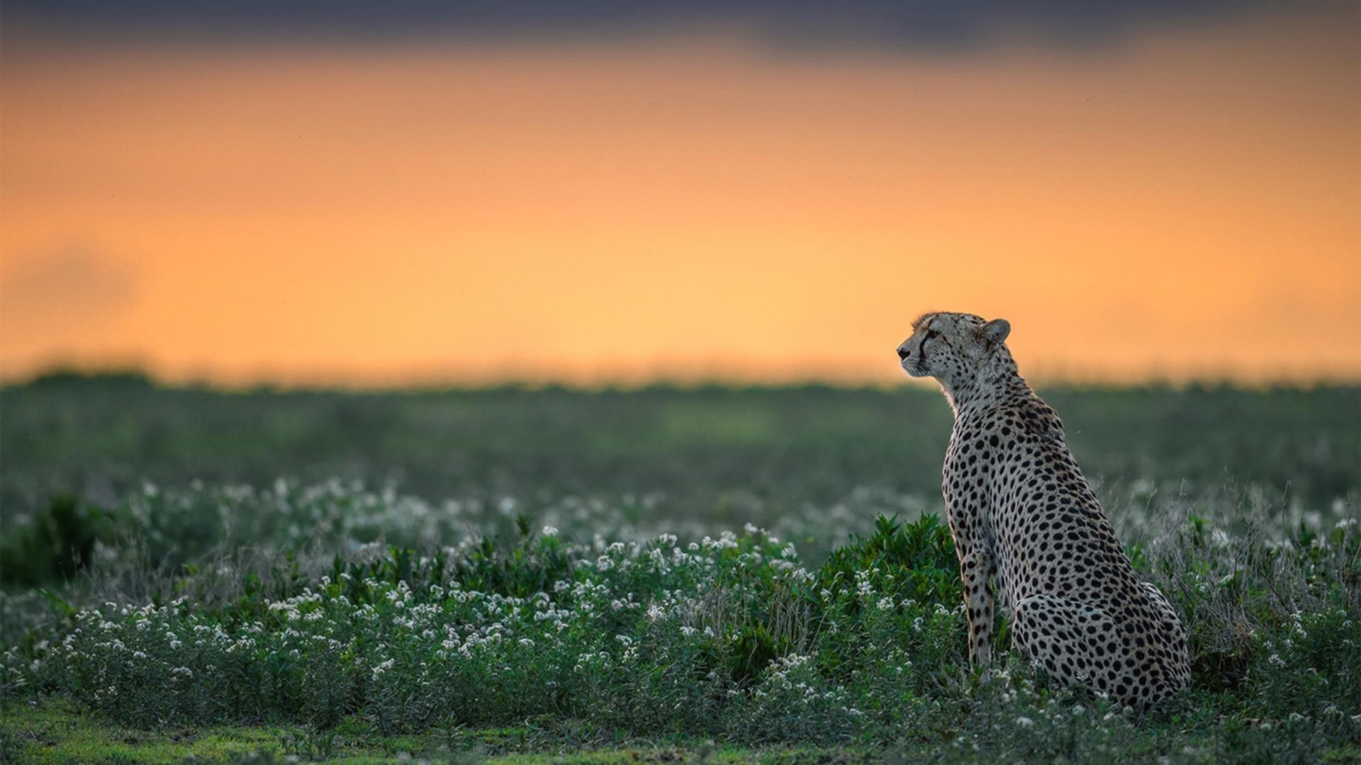 终场三分绝杀！布克38分救主，黄蜂惊险啄伤山西