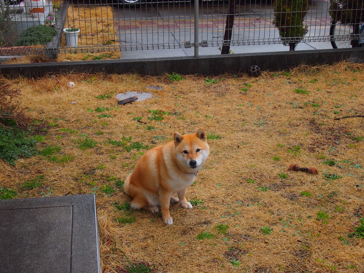 德国横扫多特蒙德，萨卡成为关键先生