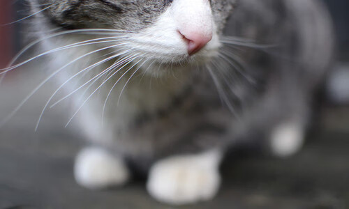 保罗的交响乐,指挥时间与空间的艺术