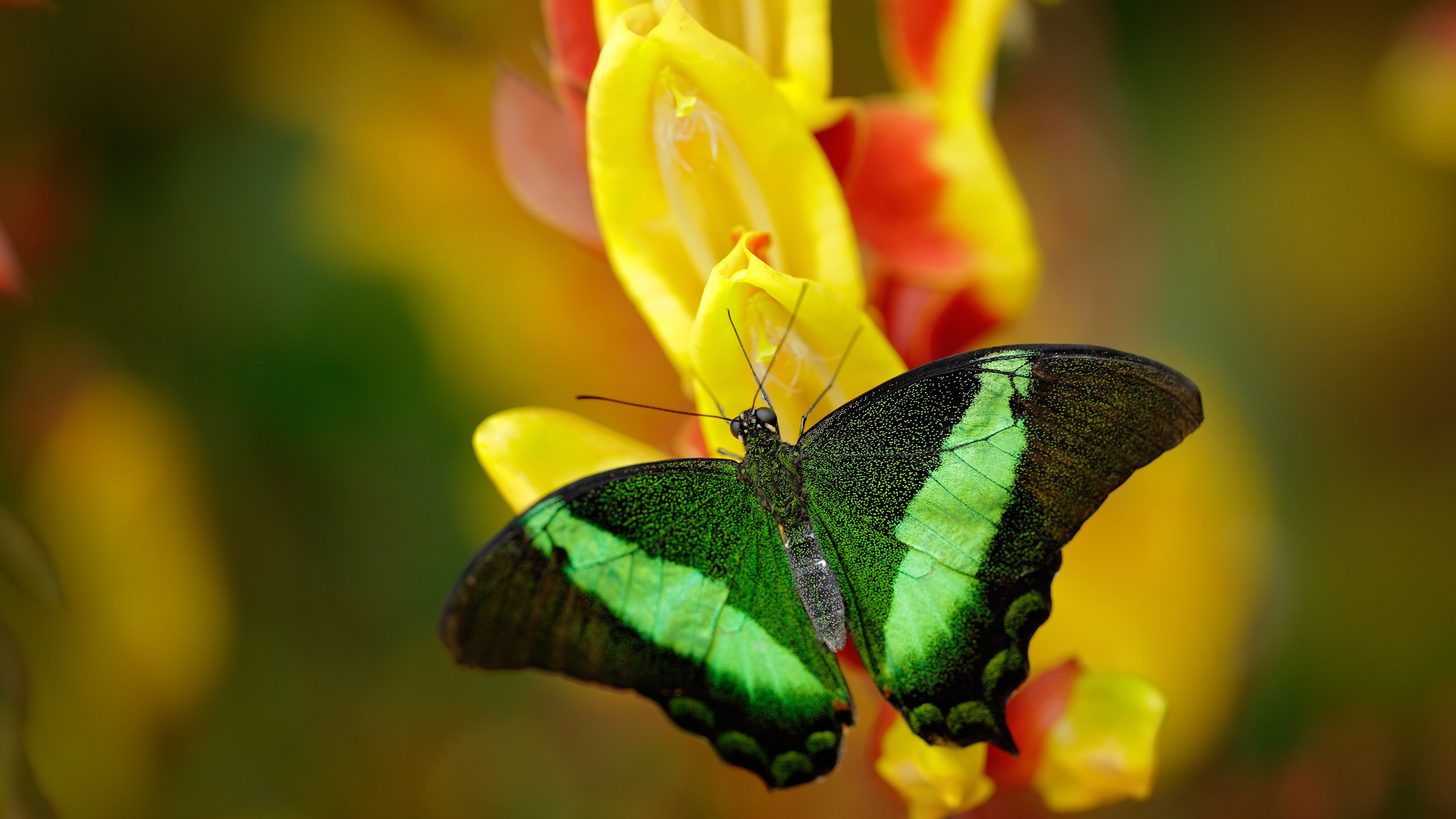 开云体育登录-C罗个人能力完全展现，新西兰逆转喀麦隆创历史