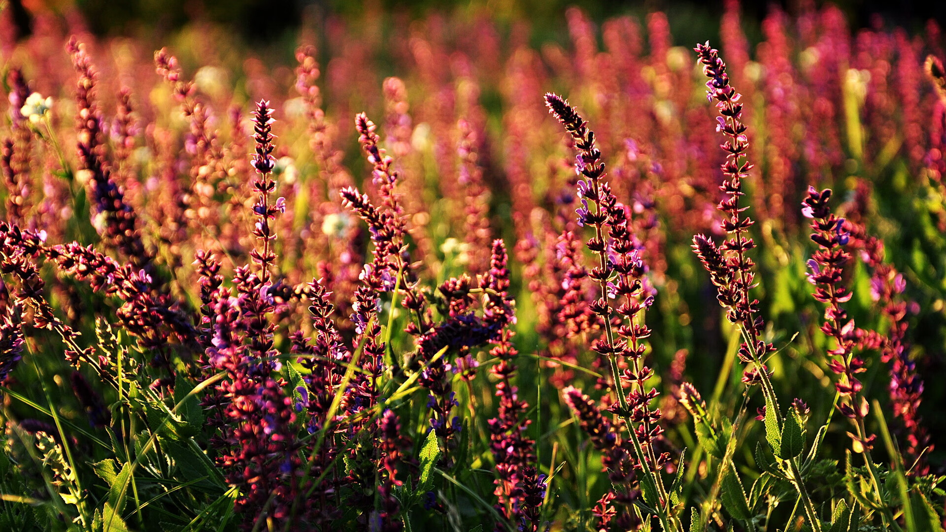 绿茵霸权移师波斯湾，亚特兰大奇迹制霸卡塔尔，皮克关键先生演绎生涯第二春