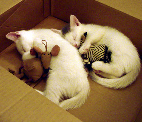 开云体育平台APP-东决关键战之夜，梅西冠军级表现，两种传奇，同一颗冠军之心