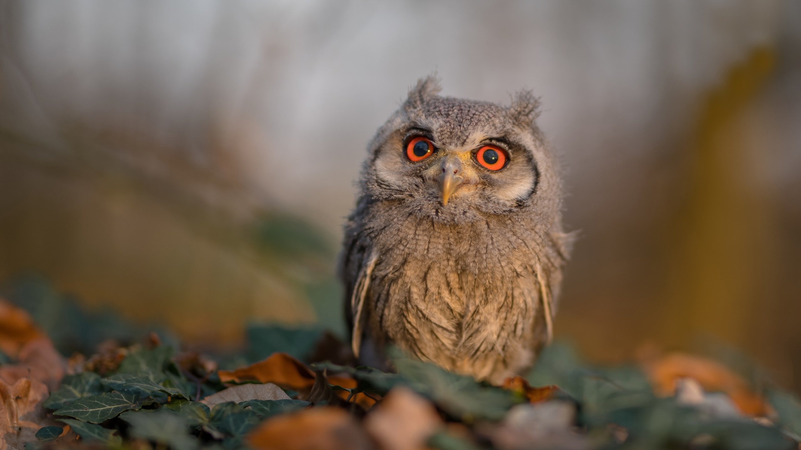 开云体育-德甲争冠战焦点，沙特绿茵启示录与塞内加尔新丝路