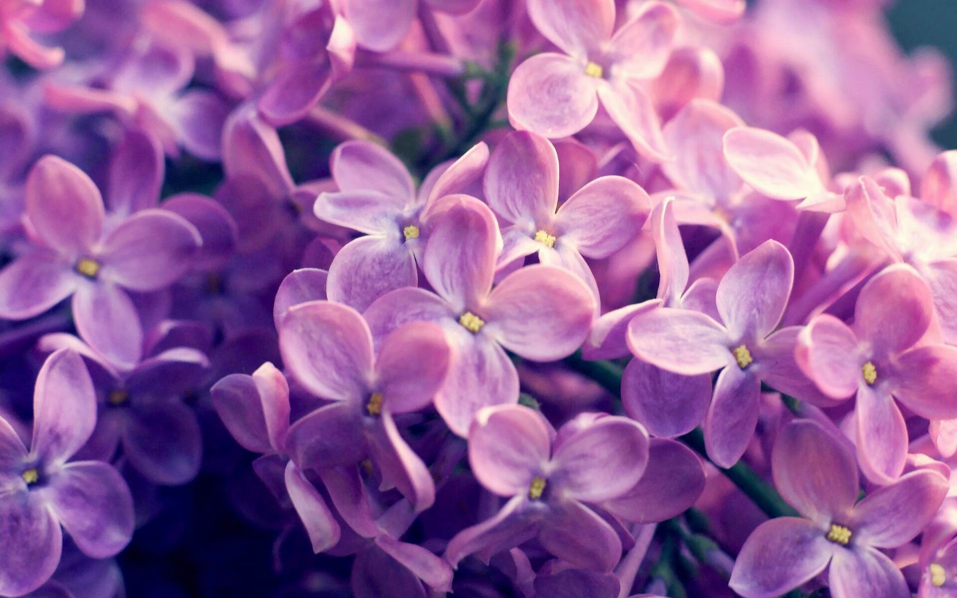 活塞单节狂飙拉开热火，小贾伦欧冠淘汰赛强势接管